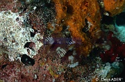 Anamobaea-orstedii Ver fendu tubicole-Bonaire Buddy reef-14m-20120217-Denis-ADER-DSC_6266_tn